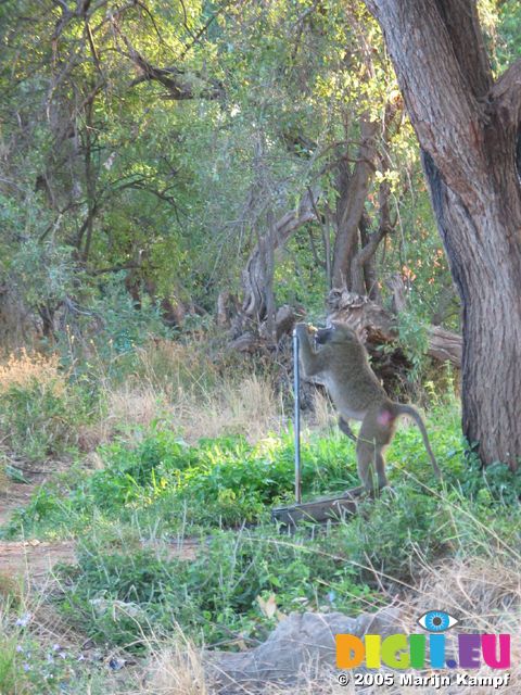 14125 Baboon drinking from the tap